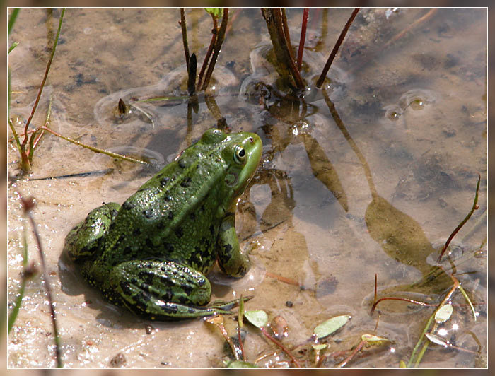 Лягушка
