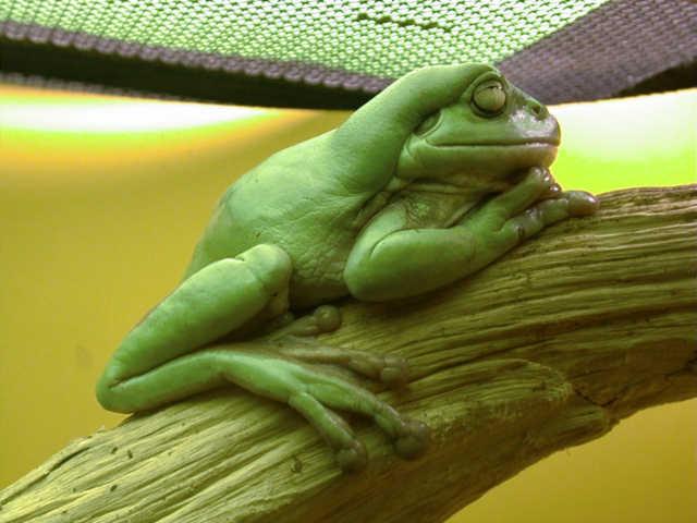 Для тех, у кого мечта- лягушка!