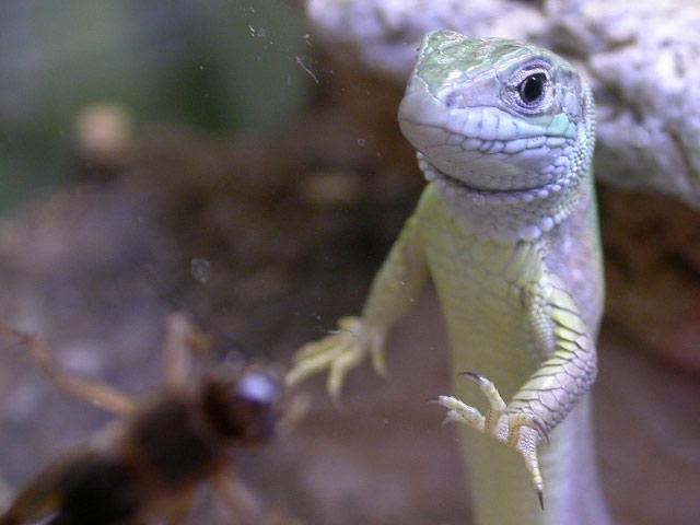 Кушать, очень хочется