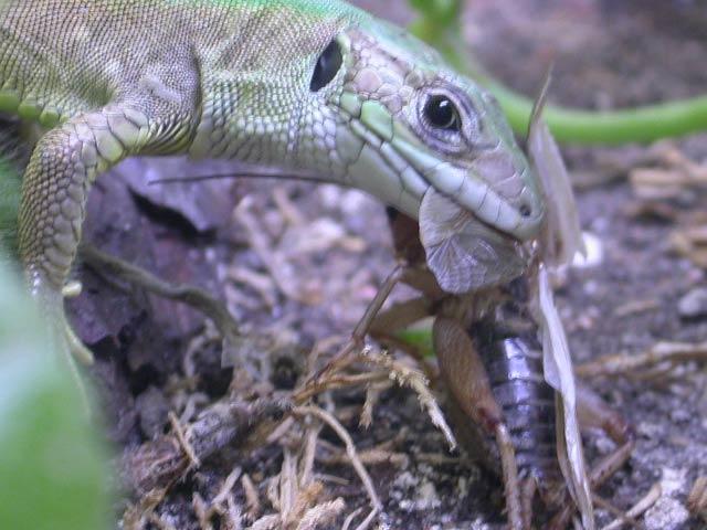 Убил и съел