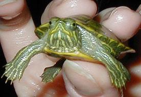 Черепашка - длинные лапки :)