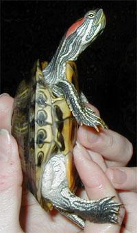 Опять Кулер :)