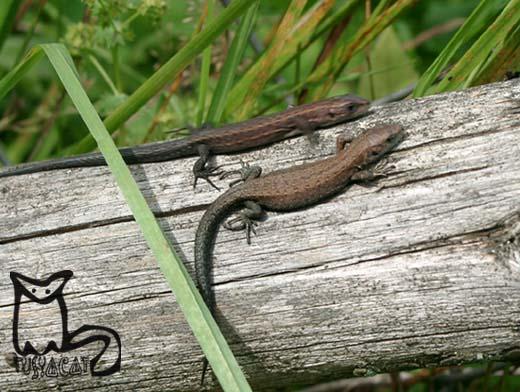 Все еще греем спинки )))