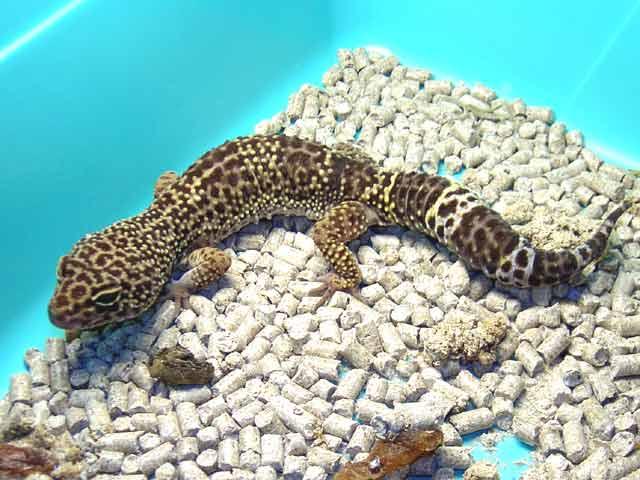 Эублефар пятнистый  3