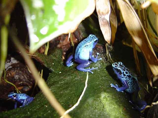 Лягушки-Древолазы