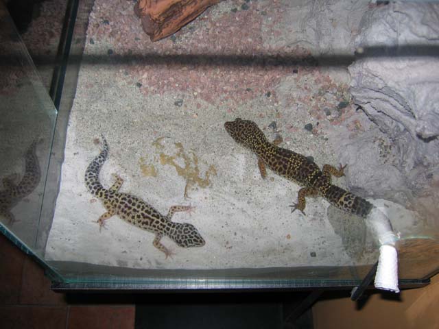 Геккоша с Гаргошей