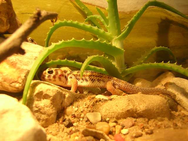 Сцинковый Гекон