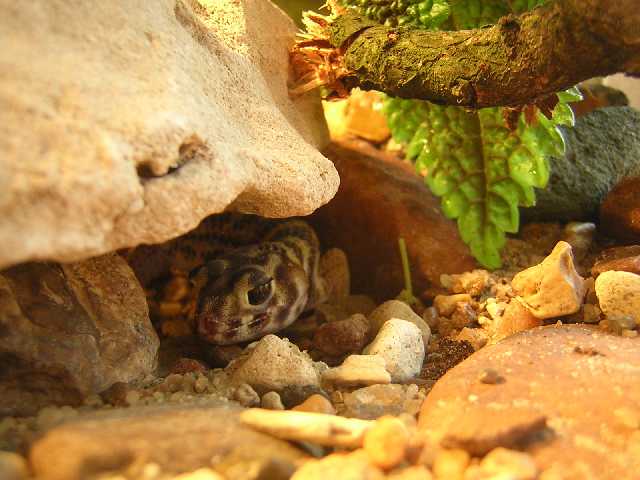 Сцинковый Гекон 7