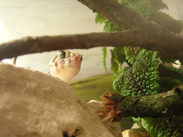 Сцинковый Гекон 8