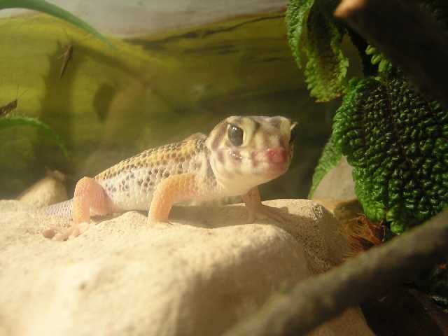 Сцинковый Гекон 6