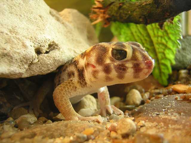 Сцинковый Гекон 5