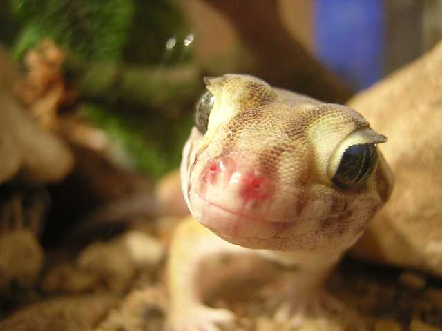 Сцинковый Гекон 4