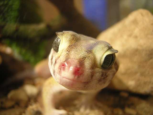 Сцинковый Гекон 3