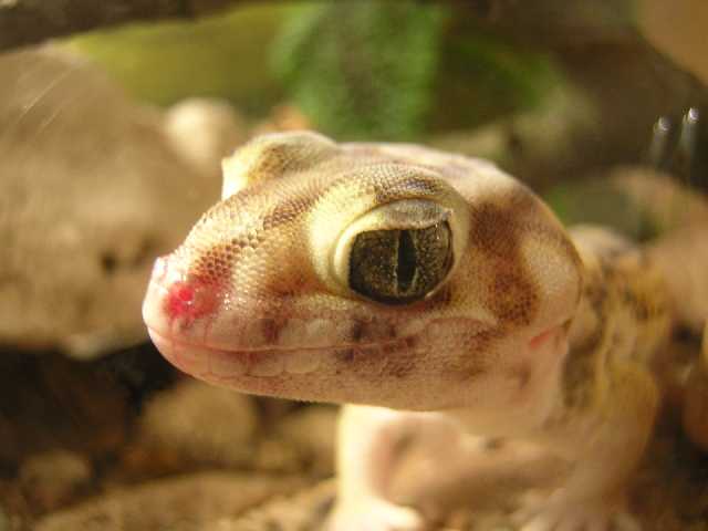 Сцинковый Гекон 2