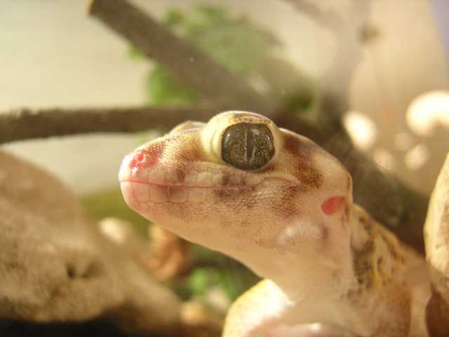 Сцинковый Гекон 1