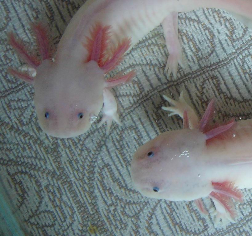 Axolotls White type II