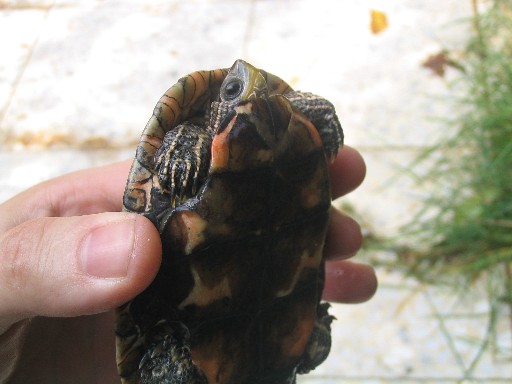 Таниственный черепах 1