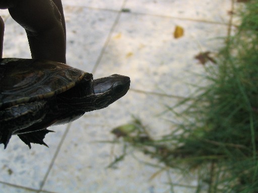 Таниственный черепах 3