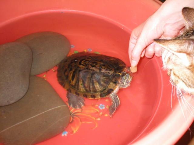 Черепах. Ужин.