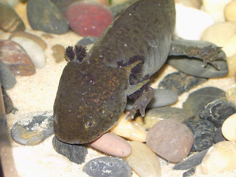 Просто Стич