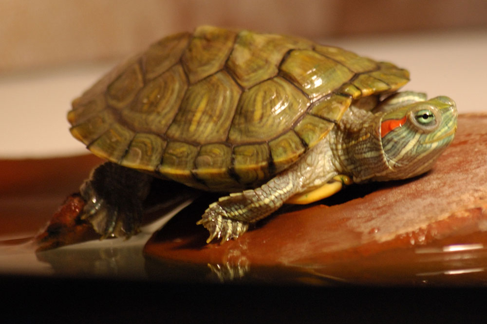 Прилечь бы....