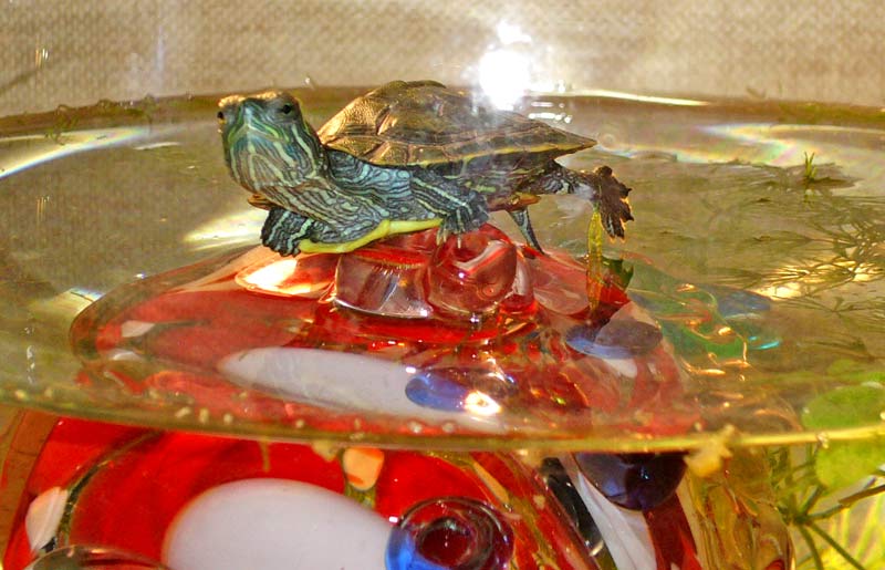 Подглядываем и загораем:)