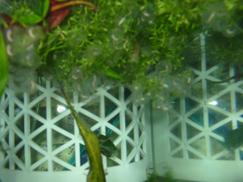 Икра аксолотлей, день 9