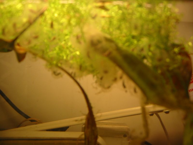 Икра аксолотлей, день 9