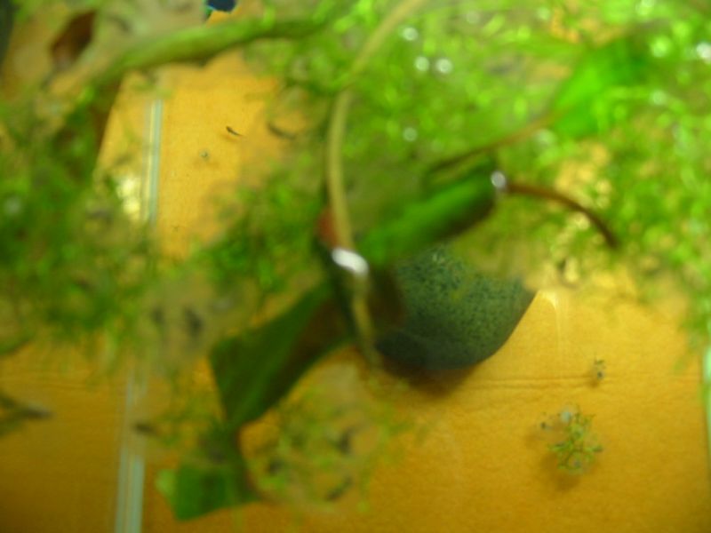 Икра аксолотлей, день 9