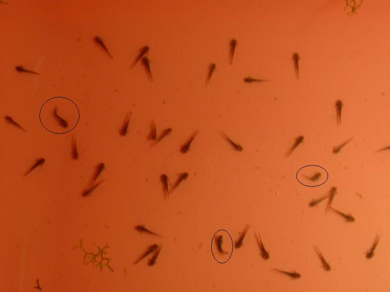 1 день вне икринки