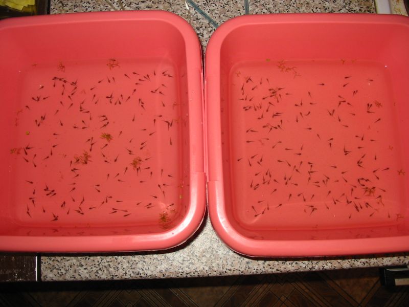 Окончательный улов