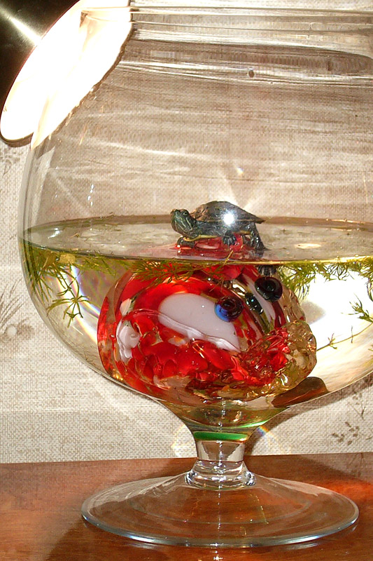 Первое жилье