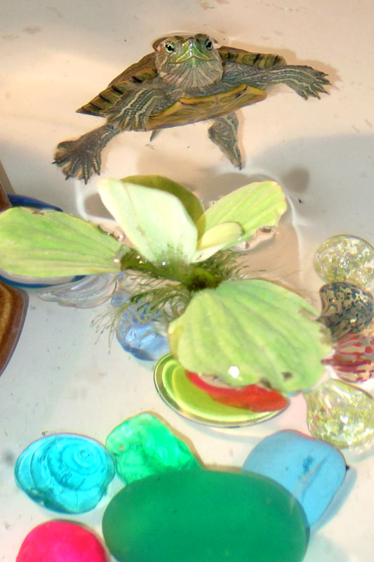 Чипка-Чипита улыбается:)