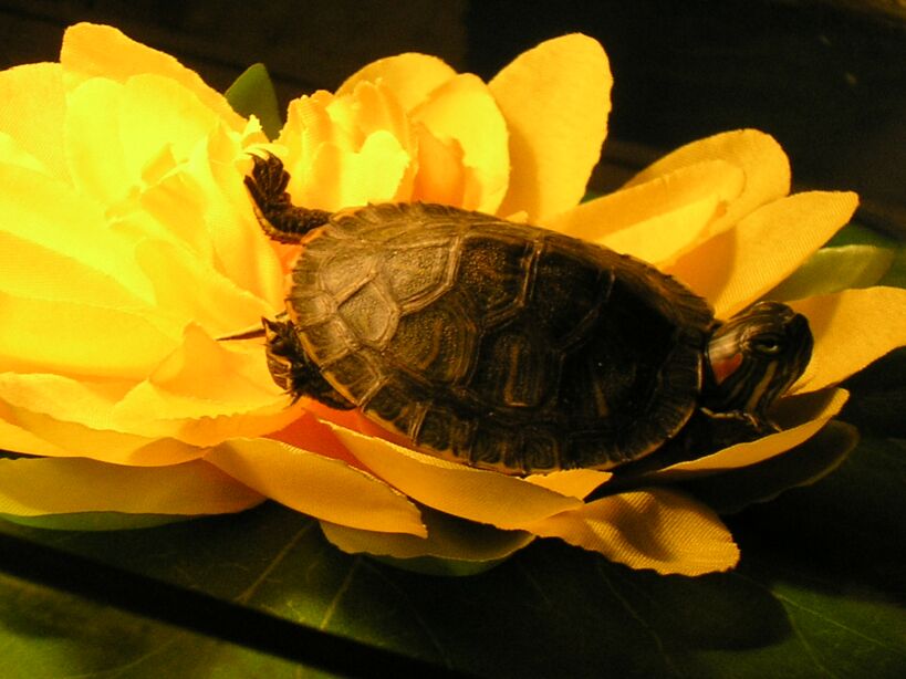 Кувшинка и Кувшинка