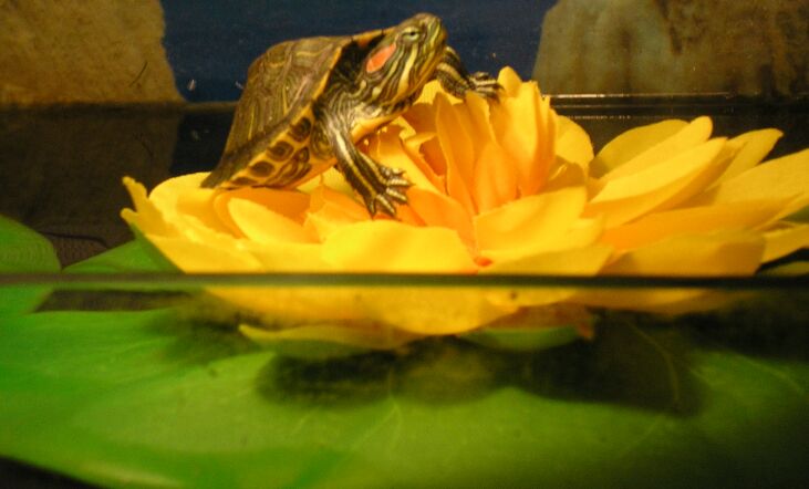 Маленькая хозяйка