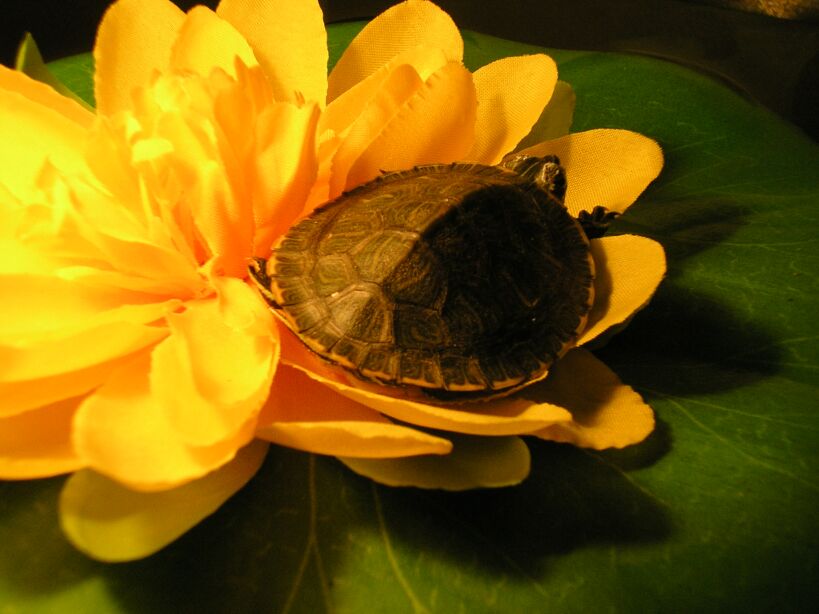 Вот такая Дюймовочка :)