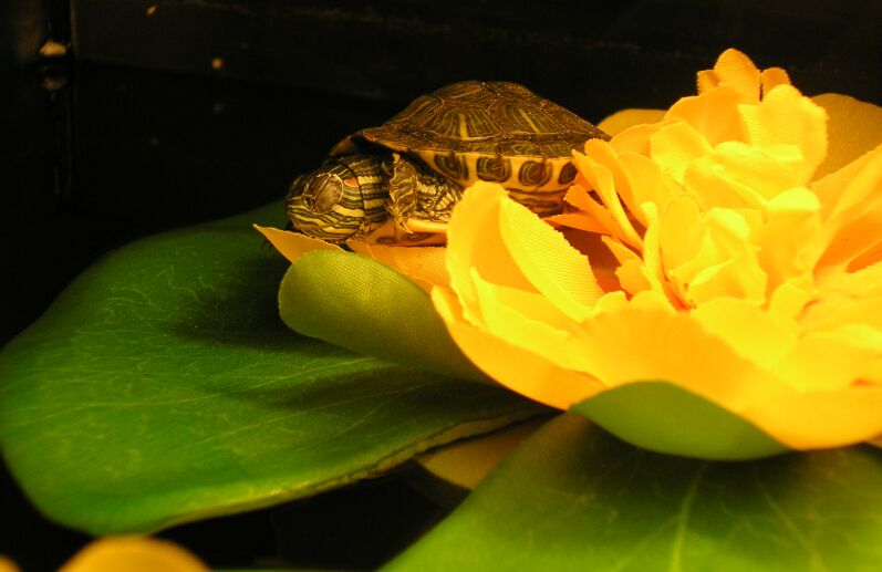 На мягких лепесточках так сладко спится :)