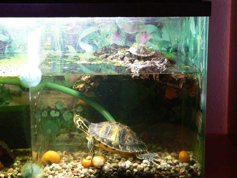 реанимация