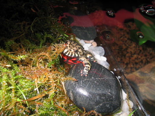 Дальневосточная жерлянка