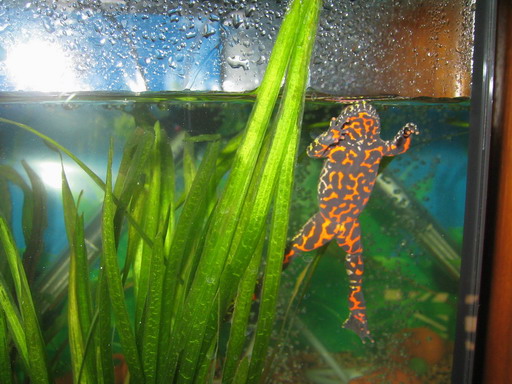 Дальневосточная жерлянка2