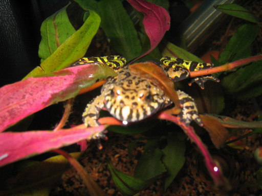 Наглая морда