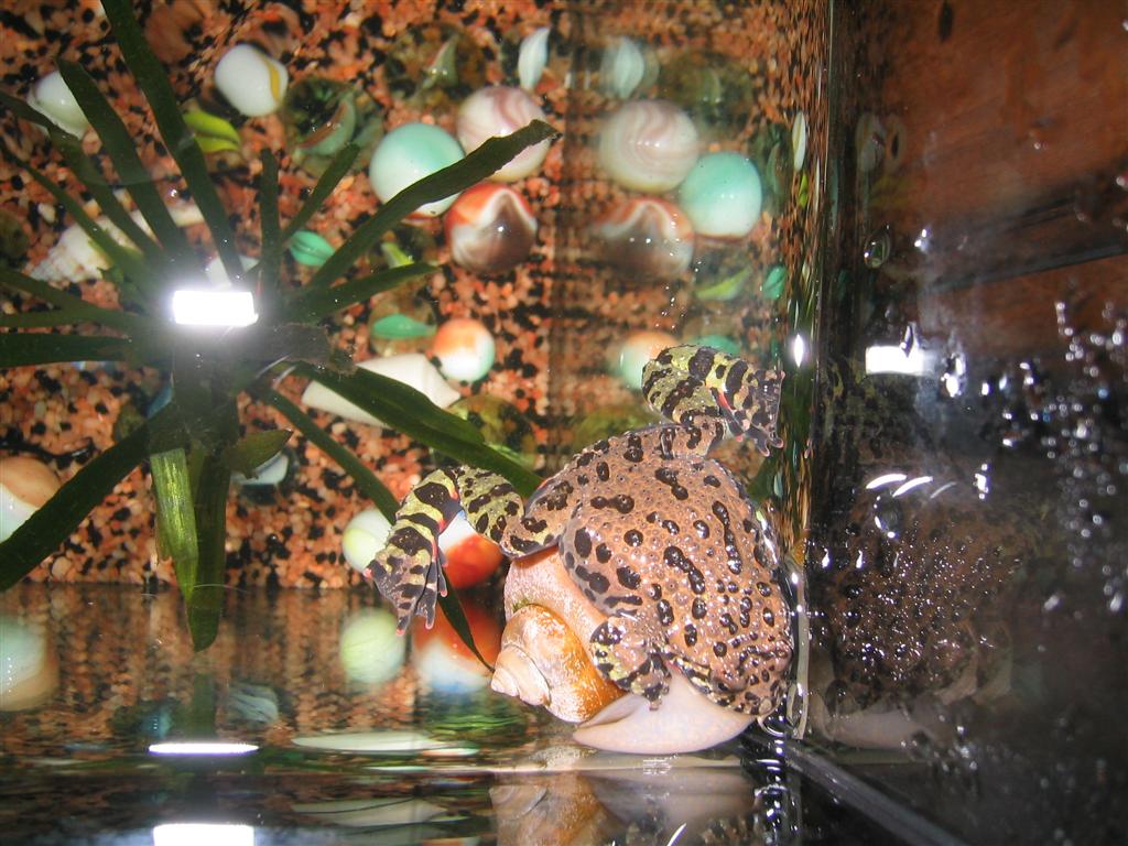 Удобный островок из Ампулярии