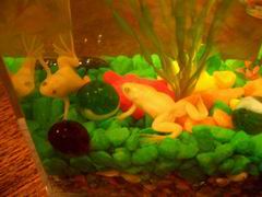 шпорцевая лягушка-альбинос