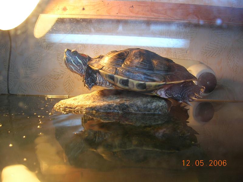 Чуня пытается заснуть