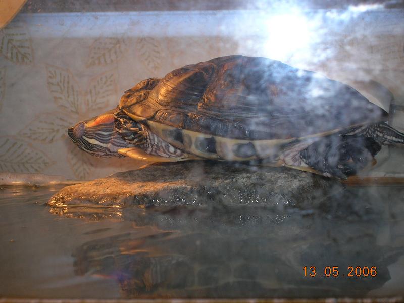 Чуня заснула