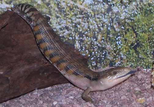 синеязыкий сцинк