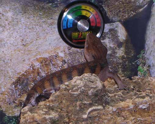 проверим температуру :)