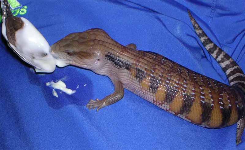 кушаем йогурт :)