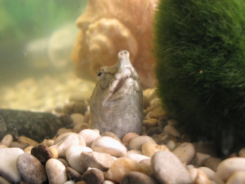 Пашка и кладофора