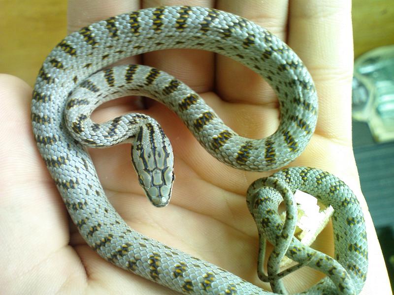 Рожденные змеи. Гониозома френатус. Гониодзома Френата.